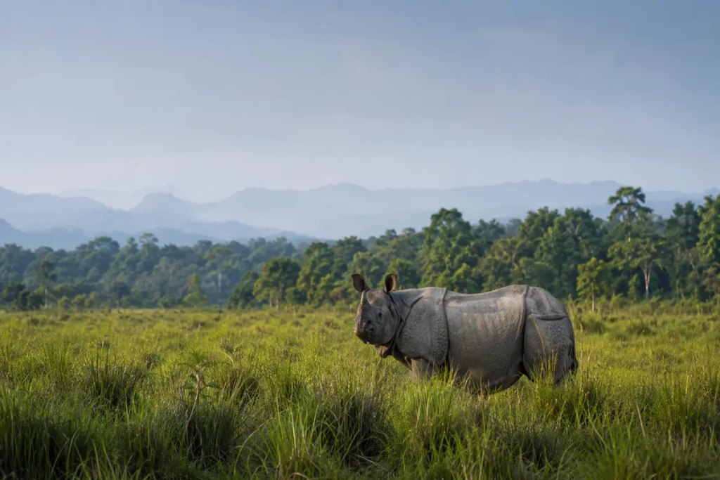 Jaldapara National Park Tour Package